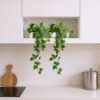 fancymart-Plastic-Pack-Of-2-Artificial-Vine-Plants-Falling-With-Small-Size-Pot-Natural-TouchFeel-Home-Decor-Perfect-For-Home-And-Office-Decoration-Size-45-Cm-Artificial-Plant.jpg fancymart Plastic Pack Of 2 Artificial Vine Plants Falling With Small Size Pot-Natural Touch&Feel Home Décor-Perfect For Home And Office Decoration-Size 45 Cm | Artificial Plant