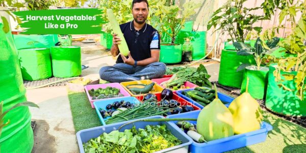 ORGANIC BAZAR 12x12 Grow Bags for Terrace Garden, Premium HDPE Green-Orange Planters for Vegetable Plants for Indoor-Outdoor Garden (Pack of 10)