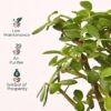 KYARI Combo of 4 Money Variegated, Golden Money, Golden Snake & Jade Plants for Home Decor with Cream Self Watering Pot - Small 4 inch