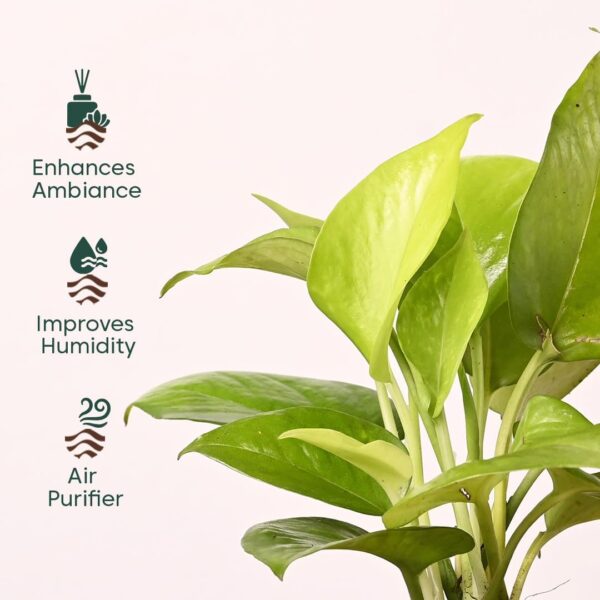 KYARI Combo of 4 Money Variegated, Golden Money, Golden Snake & Jade Plants for Home Decor with Cream Self Watering Pot - Small 4 inch