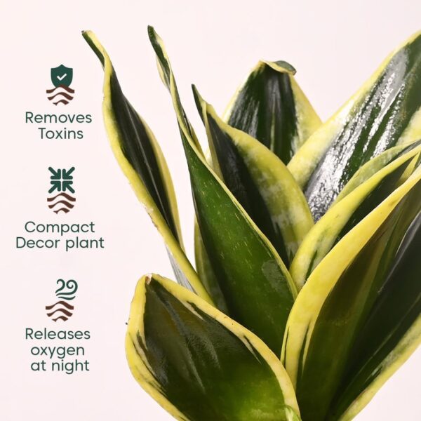 KYARI Combo of 4 Money Variegated, Golden Money, Golden Snake & Jade Plants for Home Decor with Cream Self Watering Pot - Small 4 inch