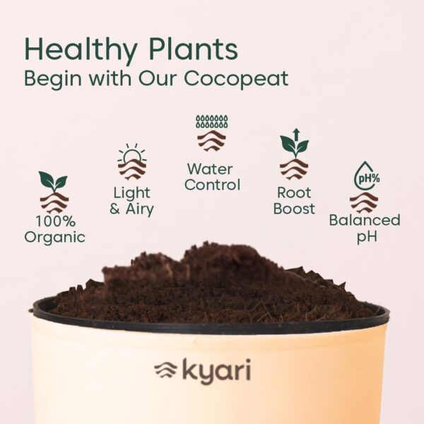 KYARI Combo of 4 Money Variegated, Golden Money, Golden Snake & Jade Plants for Home Decor with Cream Self Watering Pot - Small 4 inch