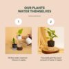 KYARI Jade Plant, Spider Plant, Rhoeo Plant, Golden Money Combo of 4 Indoor Plants for Living Room | Live Plants | Plants with Cream Self Watering Pot for Home | Air purifier plants for Home Decor