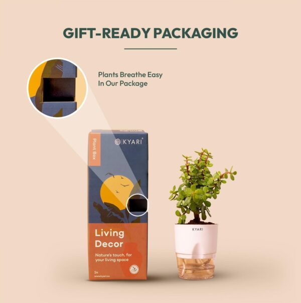 KYARI Jade Plant, Spider Plant, Rhoeo Plant, Golden Money Combo of 4 Indoor Plants for Living Room | Live Plants | Plants with Cream Self Watering Pot for Home | Air purifier plants for Home Decor