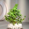 1774740496_FlowerAura-Air-Purify-Good-Luck-Jade-Live-Terrarium-Plant-in-Potpourri-Pot-for-OfficeHome-Decor-for-Birthday-Gift-Diwali-Gift-Holi-Gift-Same-Day-Delivery.jpg FlowerAura Air Purify Good Luck Jade Live Terrarium Plant in Potpourri Pot for Office/Home Decor & for Birthday Gift, Diwali Gift, Holi Gift, (Same Day Delivery)