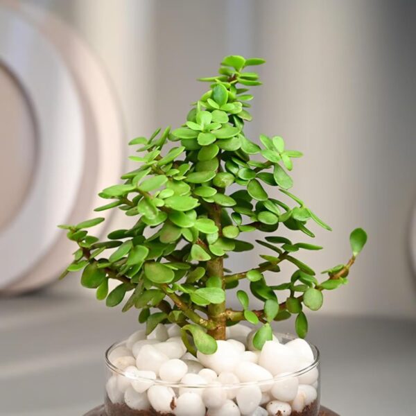 1774740496_FlowerAura-Air-Purify-Good-Luck-Jade-Live-Terrarium-Plant-in-Potpourri-Pot-for-OfficeHome-Decor-for-Birthday-Gift-Diwali-Gift-Holi-Gift-Same-Day-Delivery.jpg FlowerAura Air Purify Good Luck Jade Live Terrarium Plant in Potpourri Pot for Office/Home Decor & for Birthday Gift, Diwali Gift, Holi Gift, (Same Day Delivery)