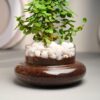 1774740497_FlowerAura-Air-Purify-Good-Luck-Jade-Live-Terrarium-Plant-in-Potpourri-Pot-for-OfficeHome-Decor-for-Birthday-Gift-Diwali-Gift-Holi-Gift-Same-Day-Delivery.jpg FlowerAura Air Purify Good Luck Jade Live Terrarium Plant in Potpourri Pot for Office/Home Decor & for Birthday Gift, Diwali Gift, Holi Gift, (Same Day Delivery)