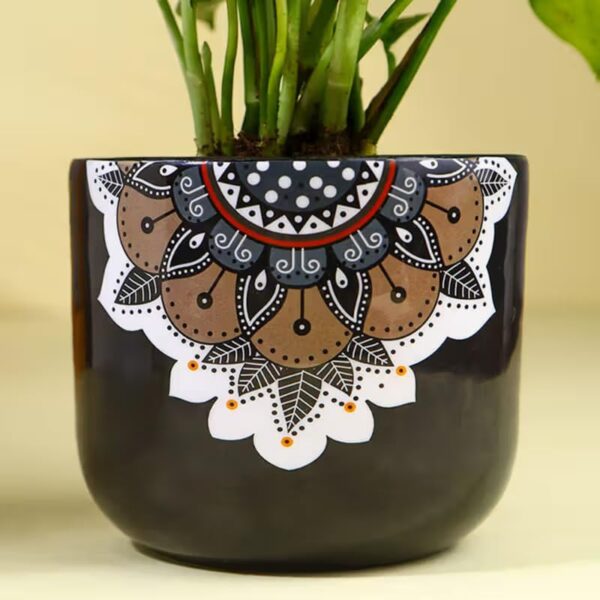 FlowerAura Air Purify Good Luck Money Live Indoor Plant In Black Mandala Terracotta Pot For Gifting, Living Room, Balcony, Kitchen, Home Decor, Office Desk Decor, Window Decor (Same Day Delivery)