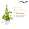 EXALT®-3-feet-Premium-Natural-Teak-Wood-Plant-Support-Sticks-Garden-Sticks-for-Straightening-Training-and-Supporting-Plants-Strong-and-Durable-Solution-for-Healthy-Growth-12-pcs.jpg EXALT® 3 feet Premium Natural Teak Wood Plant Support Sticks - Garden Sticks for Straightening Training and Supporting Plants - Strong and Durable Solution for Healthy Growth (12 pcs)