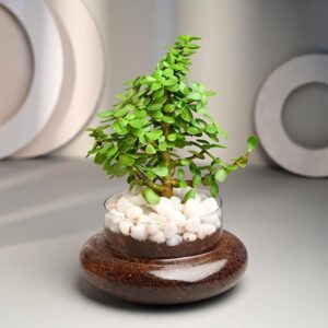 FlowerAura Air Purify Good Luck Jade Live Terrarium Plant in Potpourri Pot for Office/Home Decor & for Birthday Gift, Diwali Gift, Holi Gift, (Same Day Delivery)