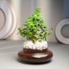 FlowerAura-Air-Purify-Good-Luck-Jade-Live-Terrarium-Plant-in-Potpourri-Pot-for-OfficeHome-Decor-for-Birthday-Gift-Diwali-Gift-Holi-Gift-Same-Day-Delivery.jpg FlowerAura Air Purify Good Luck Jade Live Terrarium Plant in Potpourri Pot for Office/Home Decor & for Birthday Gift, Diwali Gift, Holi Gift, (Same Day Delivery)