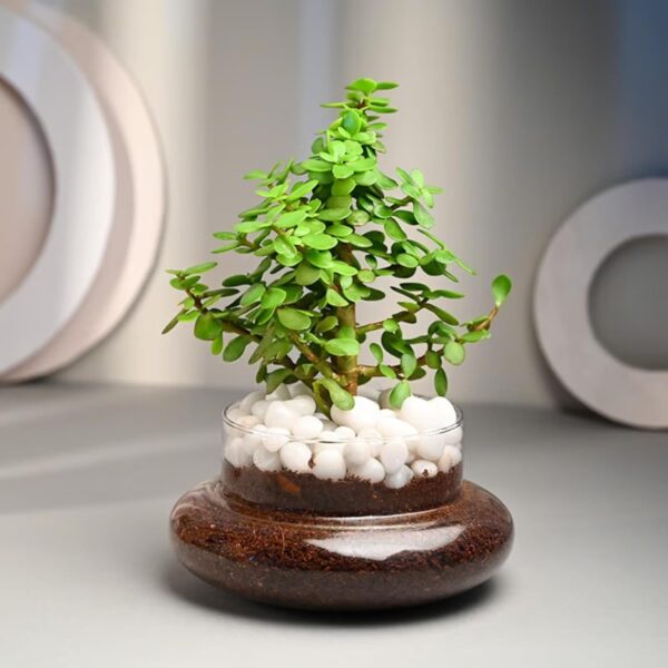 FlowerAura-Air-Purify-Good-Luck-Jade-Live-Terrarium-Plant-in-Potpourri-Pot-for-OfficeHome-Decor-for-Birthday-Gift-Diwali-Gift-Holi-Gift-Same-Day-Delivery.jpg FlowerAura Air Purify Good Luck Jade Live Terrarium Plant in Potpourri Pot for Office/Home Decor & for Birthday Gift, Diwali Gift, Holi Gift, (Same Day Delivery)