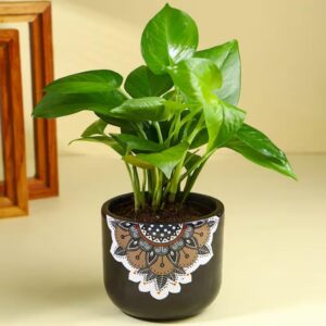 FlowerAura Air Purify Good Luck Money Live Indoor Plant In FlowerAura Air Purify Good Luck Money Live Indoor Plant In Black Mandala Terracotta Pot For Gifting, Living Room, Balcony, Kitchen, Home Decor, Office Desk Decor, Window Decor (Same Day Delivery)