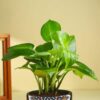 FlowerAura Air Purify Good Luck Money Live Indoor Plant In Black Mandala Terracotta Pot For Gifting, Living Room, Balcony, Kitchen, Home Decor, Office Desk Decor, Window Decor (Same Day Delivery)