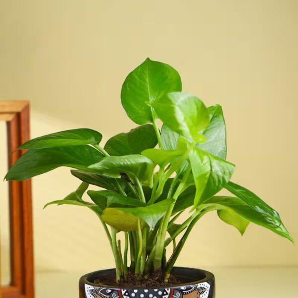FlowerAura Air Purify Good Luck Money Live Indoor Plant In Black Mandala Terracotta Pot For Gifting, Living Room, Balcony, Kitchen, Home Decor, Office Desk Decor, Window Decor (Same Day Delivery)