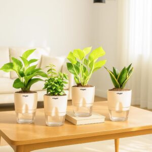 KYARI Combo of 4 Money Variegated, Golden Money, Golden Snake & Jade Plants for Home Decor with Cream Self Watering Pot - Small 4 inch