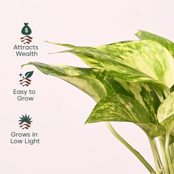 KYARI Combo of 4 Money Variegated, Golden Money, Golden Snake & Jade Plants for Home Decor with Cream Self Watering Pot - Small 4 inch