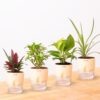 KYARI Jade Plant, Spider Plant, Rhoeo Plant, Golden Money Combo of 4 Indoor Plants for Living Room | Live Plants | Plants with Cream Self Watering Pot for Home | Air purifier plants for Home Decor