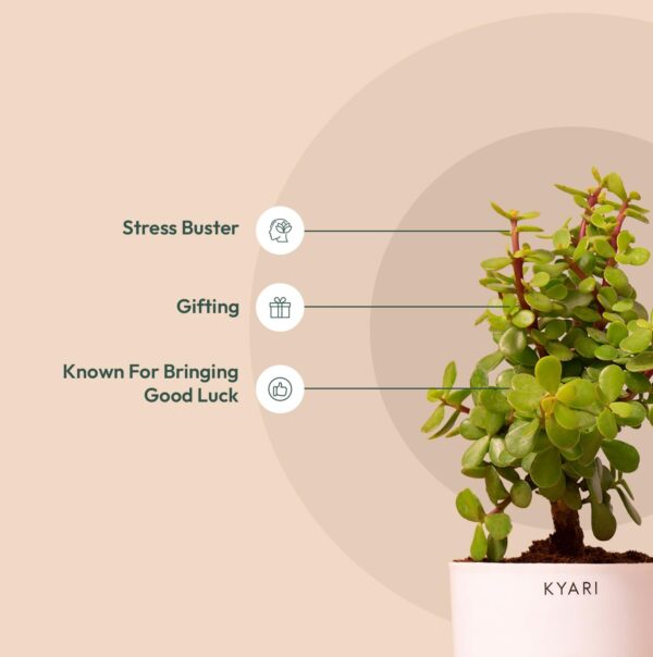 KYARI Jade Plant, Spider Plant, Rhoeo Plant, Golden Money Combo of 4 Indoor Plants for Living Room | Live Plants | Plants with Cream Self Watering Pot for Home | Air purifier plants for Home Decor