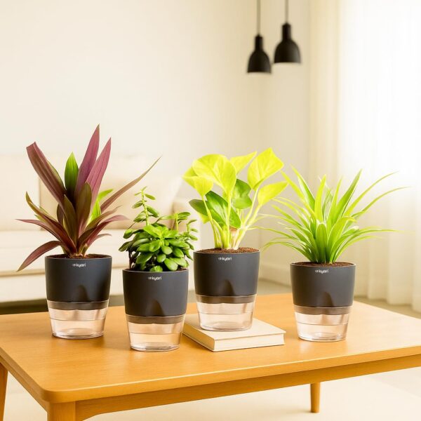 Kyari Vastu Plants Combo of 4 for Home Decor with Black Self Watering Pot - Jade Plant, Spider Plant, Rhoeo Plant, Golden Money - Small 4 Inch