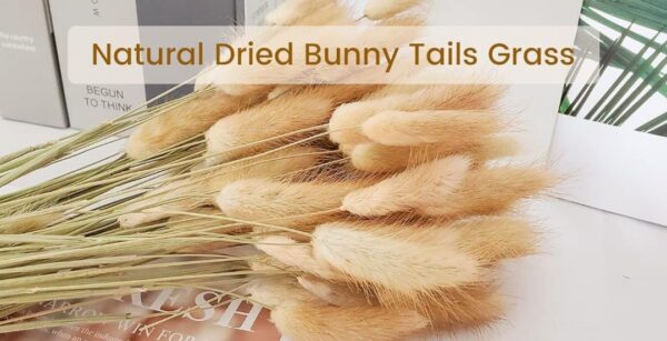 VRB Dec 50 Pcs Set 17inch Natural Dried Pampas Grass,Real Rabbit Bunny Tail,Reed Pampas,Boho Bouquet,Artificial Flowers Decor for Table Vase Home Decoration. (50 Pcs Dried Bunny Tails)