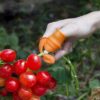 1 Thumb Knife 1 Finger Cutter Kitchen Knife Set for Kitchen Use Garlic Peeler for Kitchen Finger,Orange