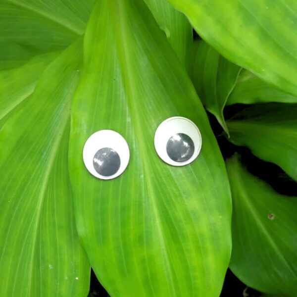 1775084705_Plant-Swag-Eyes-Plant-Magnets-Plant-Safe-Googly-Eyes-for-Potted-Plants-Magnet-Charms-Plant-Decor-Cute-Plant-Accessories-for-Garden-Decor-Plant-Peepers.jpg Plant Swag Eyes | Plant Magnets | Plant Safe Googly Eyes for Potted Plants | Magnet Charms | Plant Decor | Cute Plant Accessories for Garden Decor | Plant Peepers