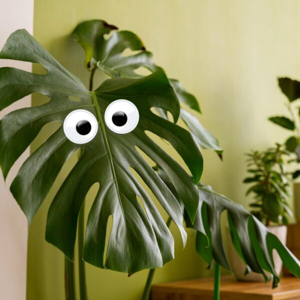 1775084707_Plant-Swag-Eyes-Plant-Magnets-Plant-Safe-Googly-Eyes-for-Potted-Plants-Magnet-Charms-Plant-Decor-Cute-Plant-Accessories-for-Garden-Decor-Plant-Peepers.jpg Plant Swag Eyes | Plant Magnets | Plant Safe Googly Eyes for Potted Plants | Magnet Charms | Plant Decor | Cute Plant Accessories for Garden Decor | Plant Peepers