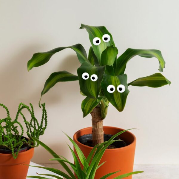 1775084708_Plant-Swag-Eyes-Plant-Magnets-Plant-Safe-Googly-Eyes-for-Potted-Plants-Magnet-Charms-Plant-Decor-Cute-Plant-Accessories-for-Garden-Decor-Plant-Peepers.jpg Plant Swag Eyes | Plant Magnets | Plant Safe Googly Eyes for Potted Plants | Magnet Charms | Plant Decor | Cute Plant Accessories for Garden Decor | Plant Peepers