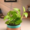 FlowerAura Air Purifying Live Indoor Money Plant In Trendy Metal Pot For Living Room, Balcony, Bedroom, Home/Office Decor, Birthday Gift, Anniversary Gift, Diwali Gift (Same Day Delivery)
