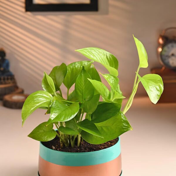 FlowerAura Air Purifying Live Indoor Money Plant In Trendy Metal Pot For Living Room, Balcony, Bedroom, Home/Office Decor, Birthday Gift, Anniversary Gift, Diwali Gift (Same Day Delivery)
