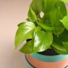 FlowerAura Air Purifying Live Indoor Money Plant In Trendy Metal Pot For Living Room, Balcony, Bedroom, Home/Office Decor, Birthday Gift, Anniversary Gift, Diwali Gift (Same Day Delivery)