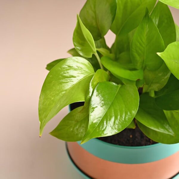 FlowerAura Air Purifying Live Indoor Money Plant In Trendy Metal Pot For Living Room, Balcony, Bedroom, Home/Office Decor, Birthday Gift, Anniversary Gift, Diwali Gift (Same Day Delivery)