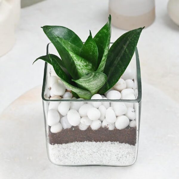FlowerAura Decorative Air Purifying Sansevieria Snake Live Terrarium Plant In Glass Pot For Living Room, Table Corner, Balcony, Office/Home Decor And Gift's For Special Occasions (Same Day Delivery)