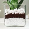 FlowerAura Decorative Air Purifying Sansevieria Snake Live Terrarium Plant In Glass Pot For Living Room, Table Corner, Balcony, Office/Home Decor And Gift's For Special Occasions (Same Day Delivery)