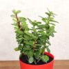 1775308741_FlowerAura-Set-of-3-Syngonium-Plant-Jade-Plant-Lucky-Money-Live-Indoor-Plants-in-Self-Draining-Pots-for-Living-Room-Table-Decor-Balcony-OfficeHome-Decoration-Same-Day-Delivery.jpg FlowerAura Set of 3 Syngonium Plant, Jade Plant, Lucky Money Live Indoor Plants in Self Draining Pots for Living Room, Table Decor, Balcony, Office/Home Decoration (Same Day Delivery)