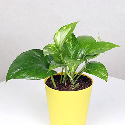 1775308741_FlowerAura-Set-of-3-Syngonium-Plant-Jade-Plant-Lucky-Money-Live-Indoor-Plants-in-Self-Draining-Pots-for-Living-Room-Table-Decor-Balcony-OfficeHome-Decoration-Same-Day-Delivery.jpg FlowerAura Set of 3 Syngonium Plant, Jade Plant, Lucky Money Live Indoor Plants in Self Draining Pots for Living Room, Table Decor, Balcony, Office/Home Decoration (Same Day Delivery)