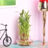 1775345434_FlowerAura-Decorative-Three-Layer-Good-Lucky-Green-Bamboo-Live-Indoor-Plant-With-Round-Shape-Glass-Pot-Vase-For-Living-Room-Table-Corner-Balcony-Bedroom-OfficeHome-Decoration-Same-Day-Delivery.jpg FlowerAura Decorative Three Layer Good Lucky Green Bamboo Live Indoor Plant With Round Shape Glass Pot Vase For Living Room, Table Corner, Balcony, Bedroom, Office/Home Decoration (Same Day Delivery)
