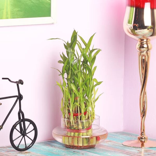 1775345434_FlowerAura-Decorative-Three-Layer-Good-Lucky-Green-Bamboo-Live-Indoor-Plant-With-Round-Shape-Glass-Pot-Vase-For-Living-Room-Table-Corner-Balcony-Bedroom-OfficeHome-Decoration-Same-Day-Delivery.jpg FlowerAura Decorative Three Layer Good Lucky Green Bamboo Live Indoor Plant With Round Shape Glass Pot Vase For Living Room, Table Corner, Balcony, Bedroom, Office/Home Decoration (Same Day Delivery)