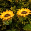 1775451246_Dazzle-Bright-Resin-Sunflower-Shape-Solar-Led-Lights-2-Pack-Garden-Waterproof-Decorative-With-Stake-For-Outdoor-Yard-Pathway-Outside-Patio-Lawn.jpg Dazzle Bright Resin Sunflower Shape Solar Led Lights, 2 Pack Garden Waterproof Decorative With Stake For Outdoor Yard Pathway Outside Patio Lawn