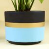 FlowerAura Air Purify Good Luck Money Live Indoor Plant In Blue Mist Terracotta Pot For Gifting, Living Room, Balcony, Kitchen, Home Decor, Office Desk Decor, Window Decor (Same Day Delivery)
