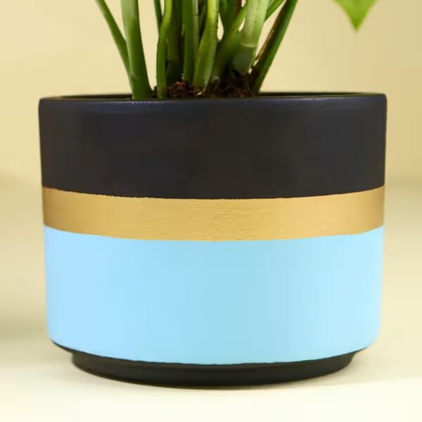 FlowerAura Air Purify Good Luck Money Live Indoor Plant In Blue Mist Terracotta Pot For Gifting, Living Room, Balcony, Kitchen, Home Decor, Office Desk Decor, Window Decor (Same Day Delivery)