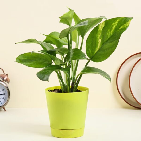 FlowerAura Air Purify Set of 4 (Green Money Plant, Jade Plant, Syngonium Plant & Golden Money Plant) Lve Indoor Plants in Plastic Pots for Living Room, Balcony, Home/Office Decor (Same Day Delivery)