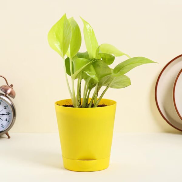 FlowerAura Air Purify Set of 4 (Green Money Plant, Jade Plant, Syngonium Plant & Golden Money Plant) Lve Indoor Plants in Plastic Pots for Living Room, Balcony, Home/Office Decor (Same Day Delivery)