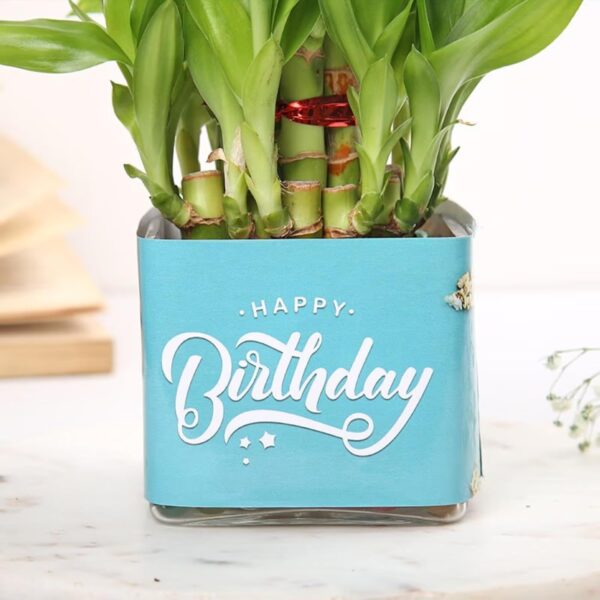 FlowerAura Air Purifying Lucky 2 Layer Bamboo Live Indoor Plant in Glass Pot for Office/Home Decor & for Birthday Gift, Diwali Gift, Holi Gift, (Same Day Delivery)
