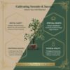 Green Aventurine Crystal Wooden Tree | Natural Luck & Prosperity Gemstone Bonsai with Wooden Base | Crystal Tree for Positive Energy | Good Luck Tree