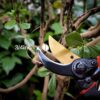 1776730212_Boniry-8-Inch-Heavy-Duty-Plant-Cutter-For-Home-Garden-Scissors-Plant-Branch-Cutter-For-Tree-Garden-Tools-For-Home-Gardening-Scissors-Prunning-Branch-Cutter-Garden-Cutter.jpg Boniry 8 Inch Heavy Duty Plant Cutter For Home Garden Scissors | Plant Branch Cutter For Tree | Garden Tools For Home Gardening Scissors | Prunning Branch Cutter (Garden Cutter)