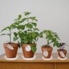 12 inch Plant Saucer | Brown | Heavy Duty Gamla Dripping Plate,Tray | Saucer High Sides Help Retain Excess Water | Suitable for Indoor and Outdoor Balcony Garden (Set of 4)