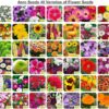 Aero Seeds 40 Varieties of Flower Seeds Combo For Your Garden Beautiful Bloom Germination Seeds.