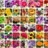 Aero Seeds 40 Varieties of Flower Seeds Combo For Your Garden Beautiful Bloom Germination Seeds.